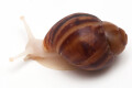 Archachatina marginata suturalis 1a albino body juvenil